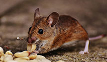 24 Hour & Emergency Exterminators in Cornville, ME